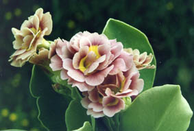 Primula auricula hybrids (3)